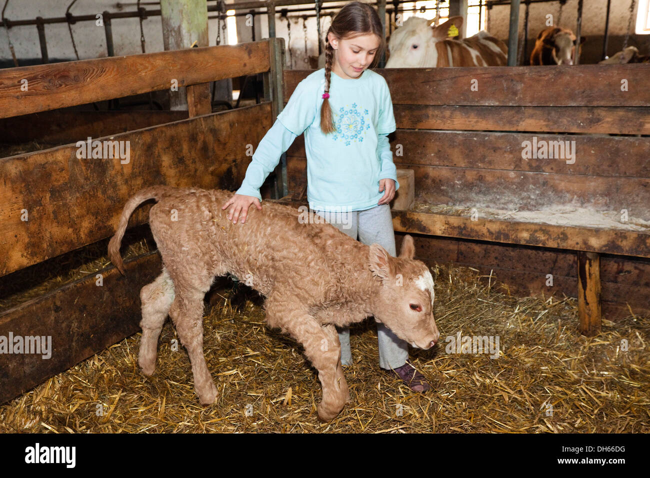 Girl with newborn calf in a stable, Austria, Europe Stock Photo
