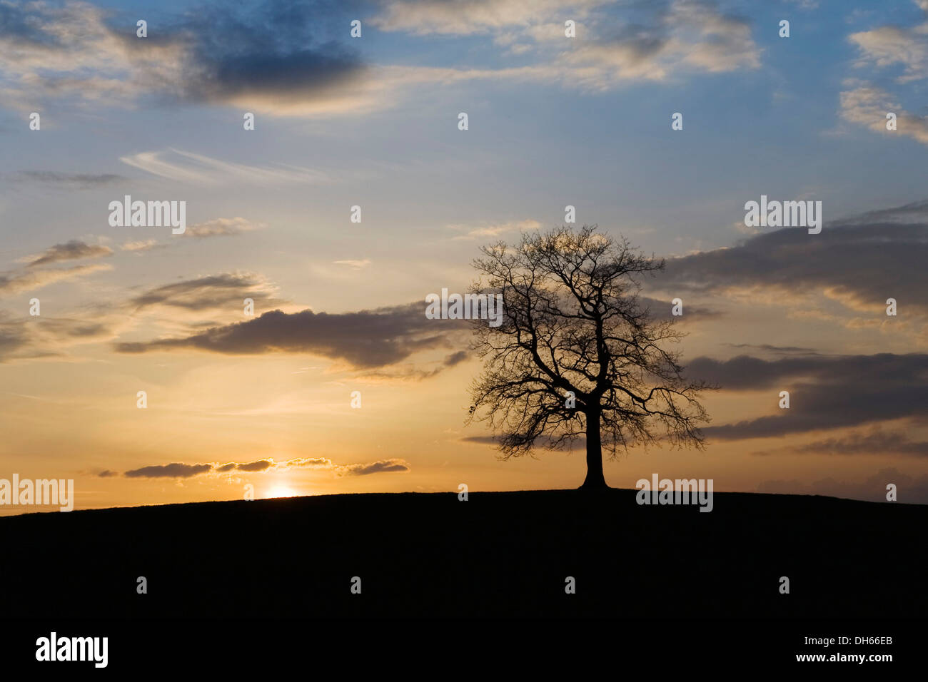 Tree at sunset, Upper Bavaria, Bavaria Stock Photo