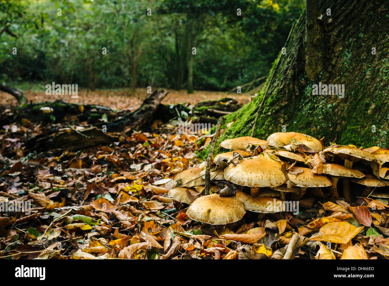 Pholiota squarrosa fungi on the Autumn woodland floor, Burton Bushes, East Yorkshire Stock Photo