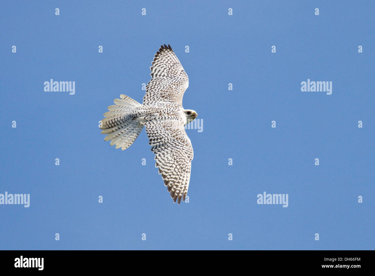 Gyrfalcon (Falco rusticolus) in flight, female, Arctic Zone Stock Photo