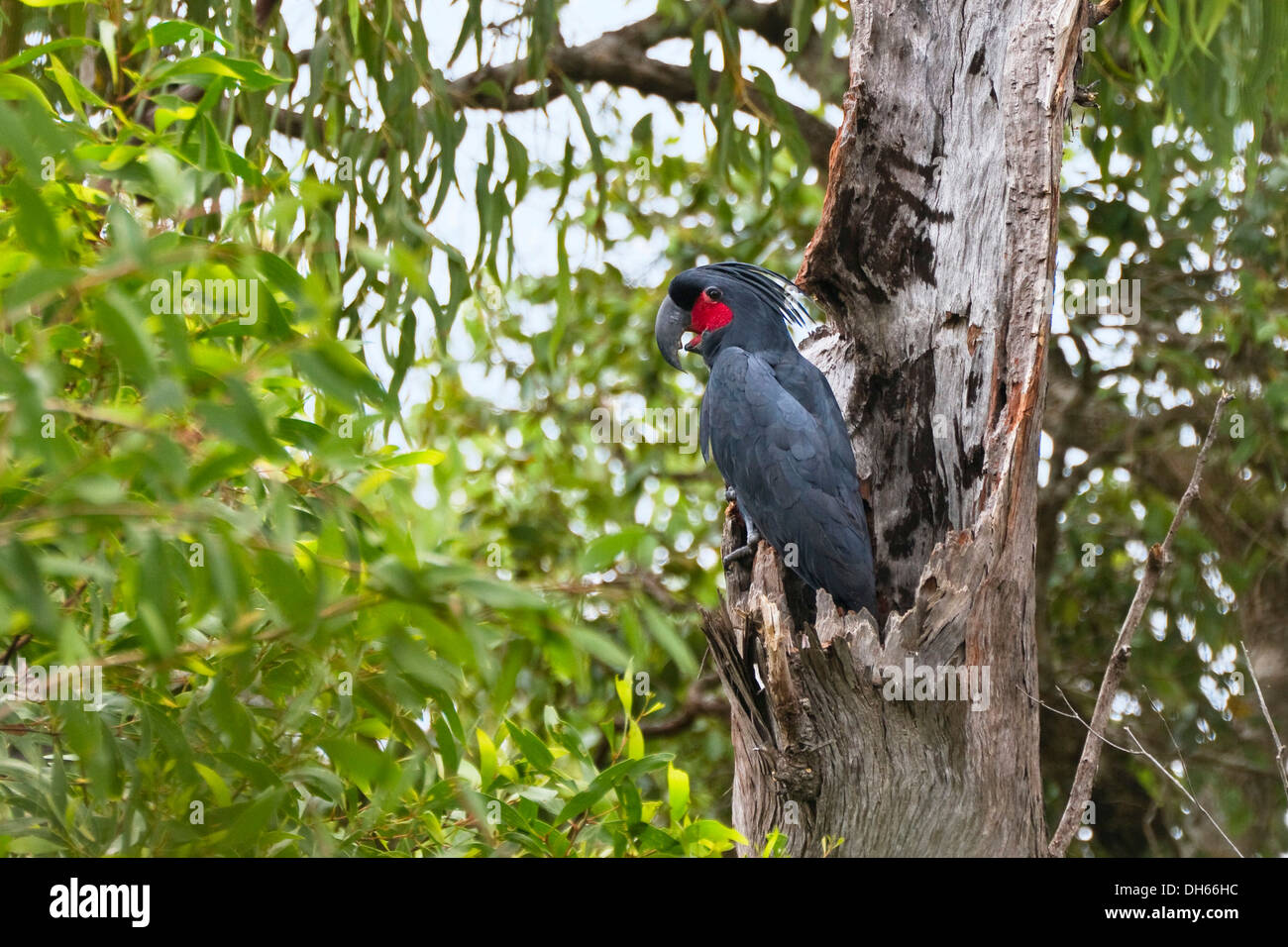 Palm Cockatoo (Probosciger aterrimus) in a rainforest, Cape York Peninsula, northern Queensland, Australia Stock Photo