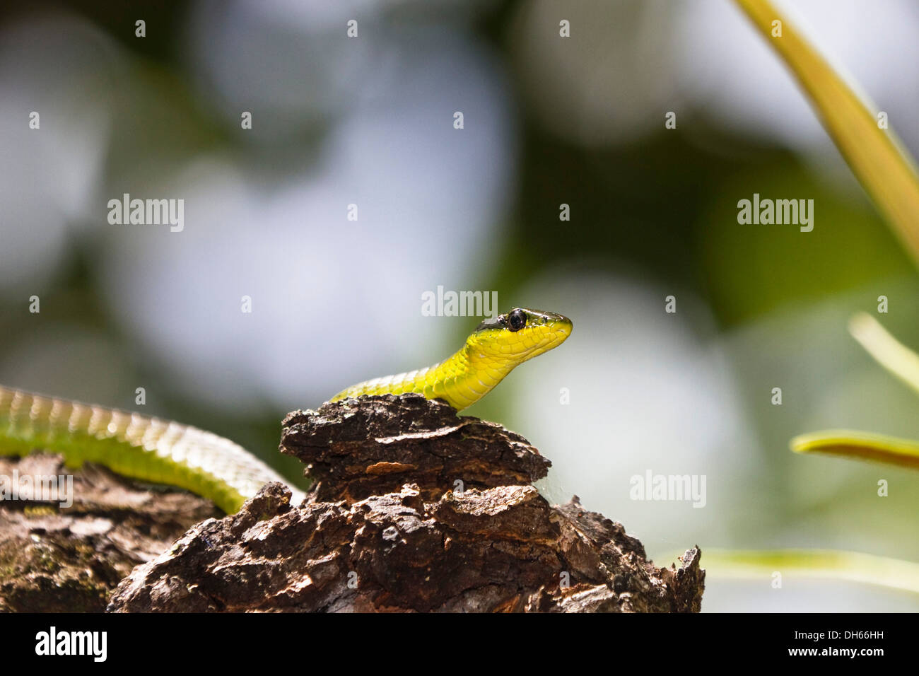 Northern Tree Snake (Dendrelaphis callistra), rainforest, Moresby Range, Queensland, Australia Stock Photo