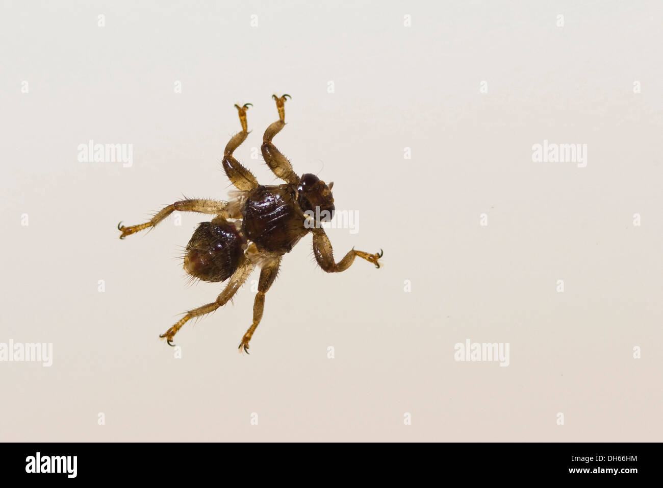 Parasitic Louse Fly (Hippoboscidae), Bavaria Stock Photo