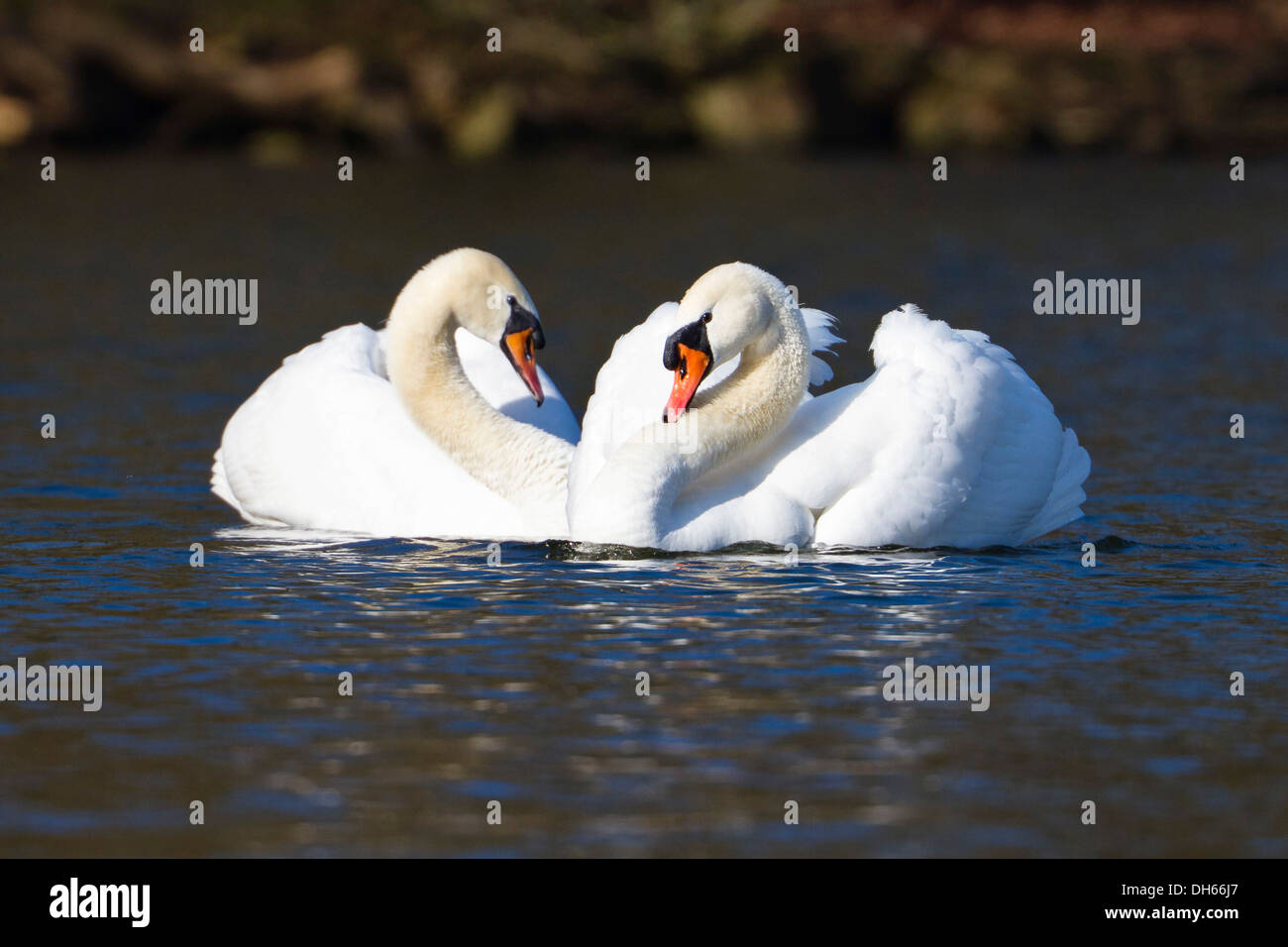 Mute swans (Cygnus olor), pair performing the courtship display, Upper Bavaria Stock Photo