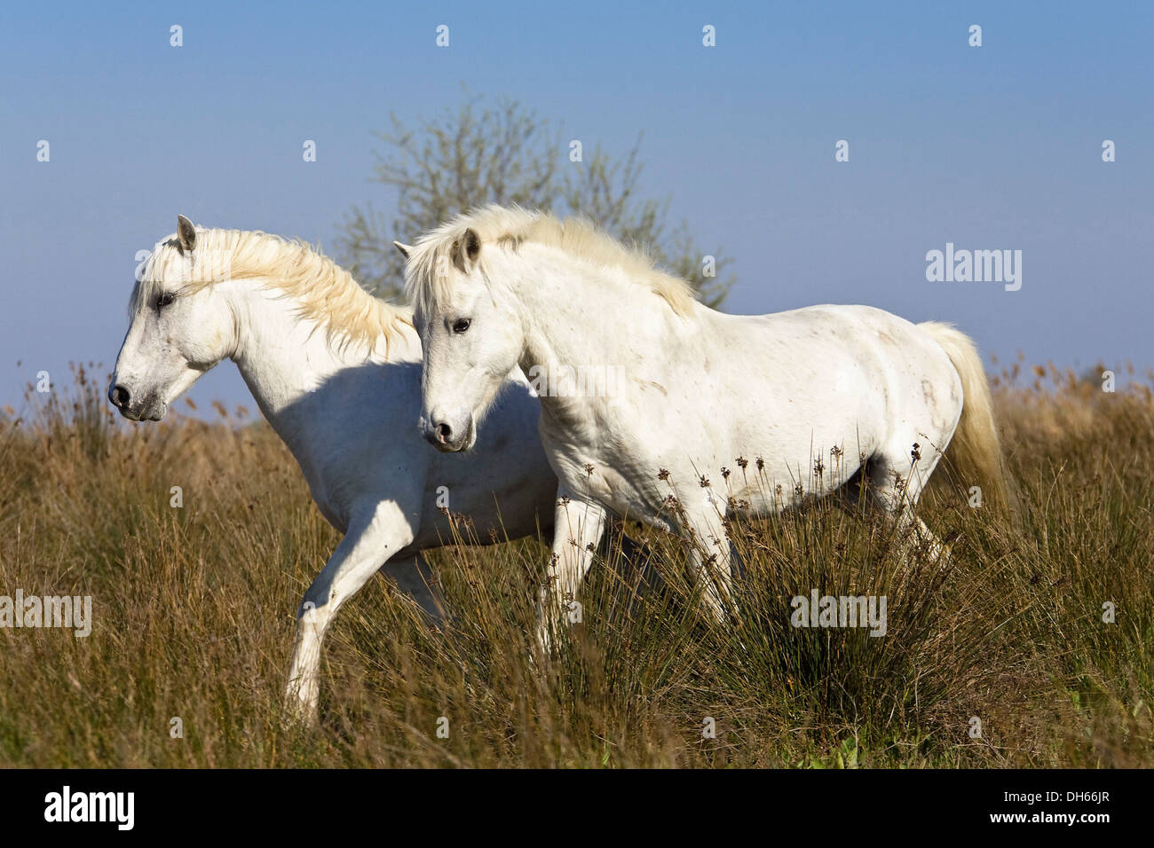 Camargue horses (Equus caballus), stallions, Camargue, Southern France, France, Europe Stock Photo