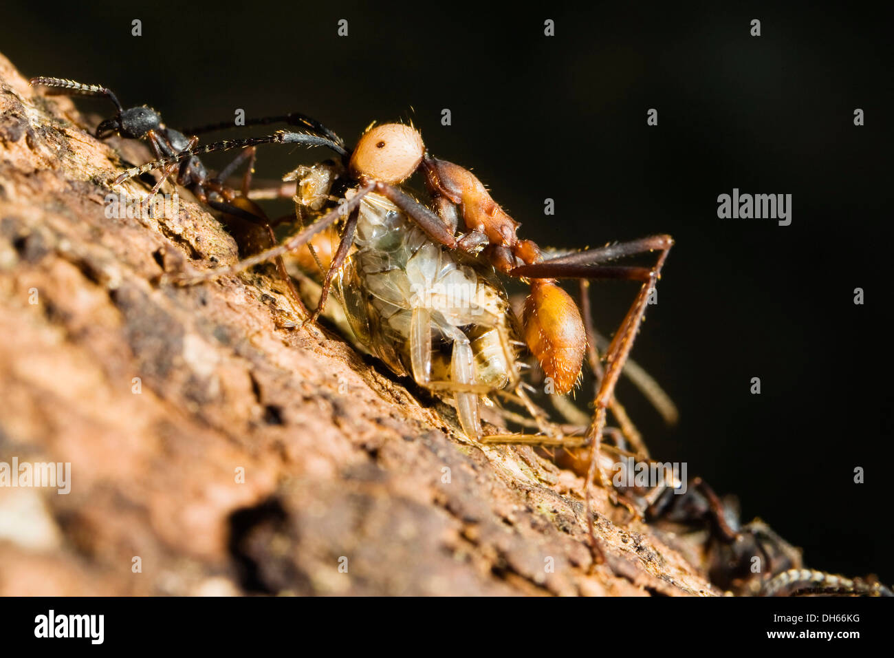 Army Ant (Eciton burchellii) with prey, rainforest, Costa Rica, Central America Stock Photo