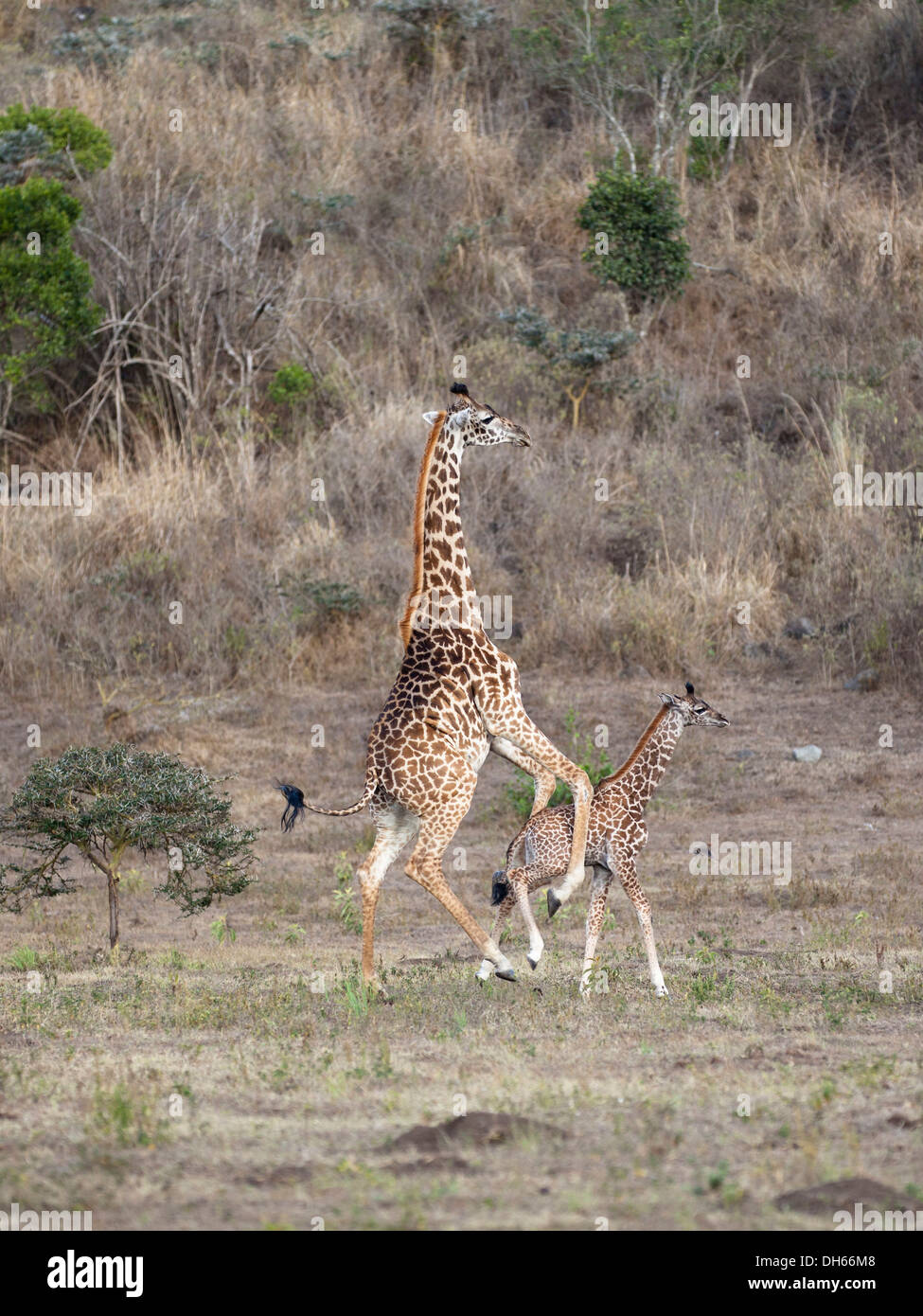 Massai, Maasai, Masai Giraffe or Kilimanjaro Giraffe (Giraffa camelopardalis tippelskirchi), pushing young, Arusha National Park Stock Photo