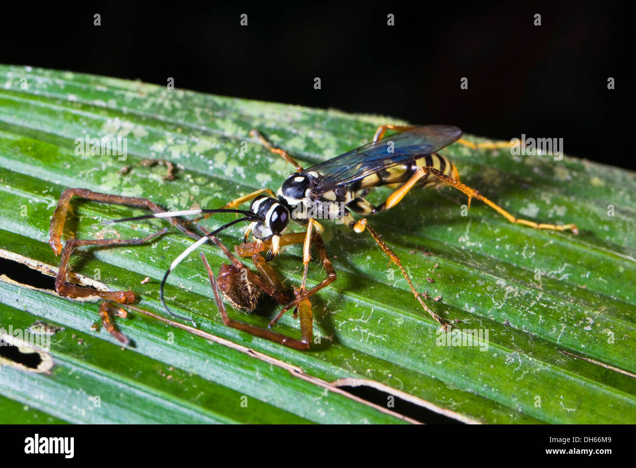 Wasp eating spider in the rainforest, undetermined species, Braulio Carrillo National Park, Costa Rica, Central America Stock Photo