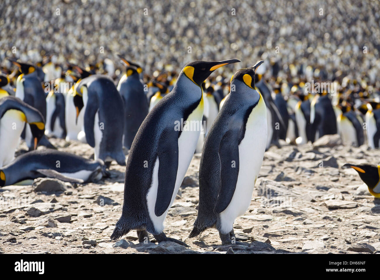 King penguins (Aptenodytes patagonicus), St. Andrews Bay, South Georgia, sub-Antarctic and Antarctic Stock Photo