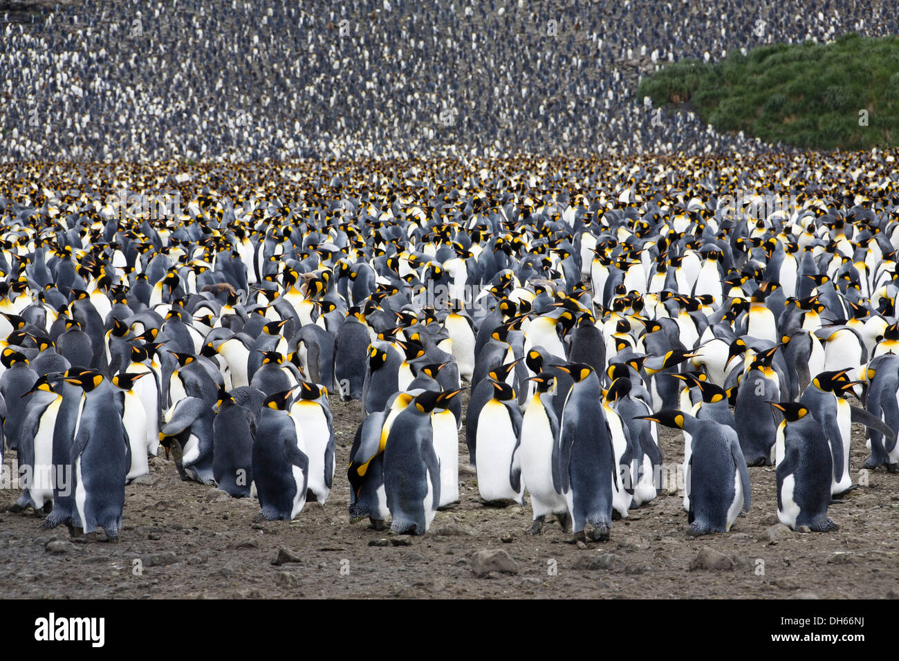 King penguins (Aptenodytes patagonicus), breeding colony, Salisbury Plains, South Georgia, sub-Antarctic and Antarctic Stock Photo