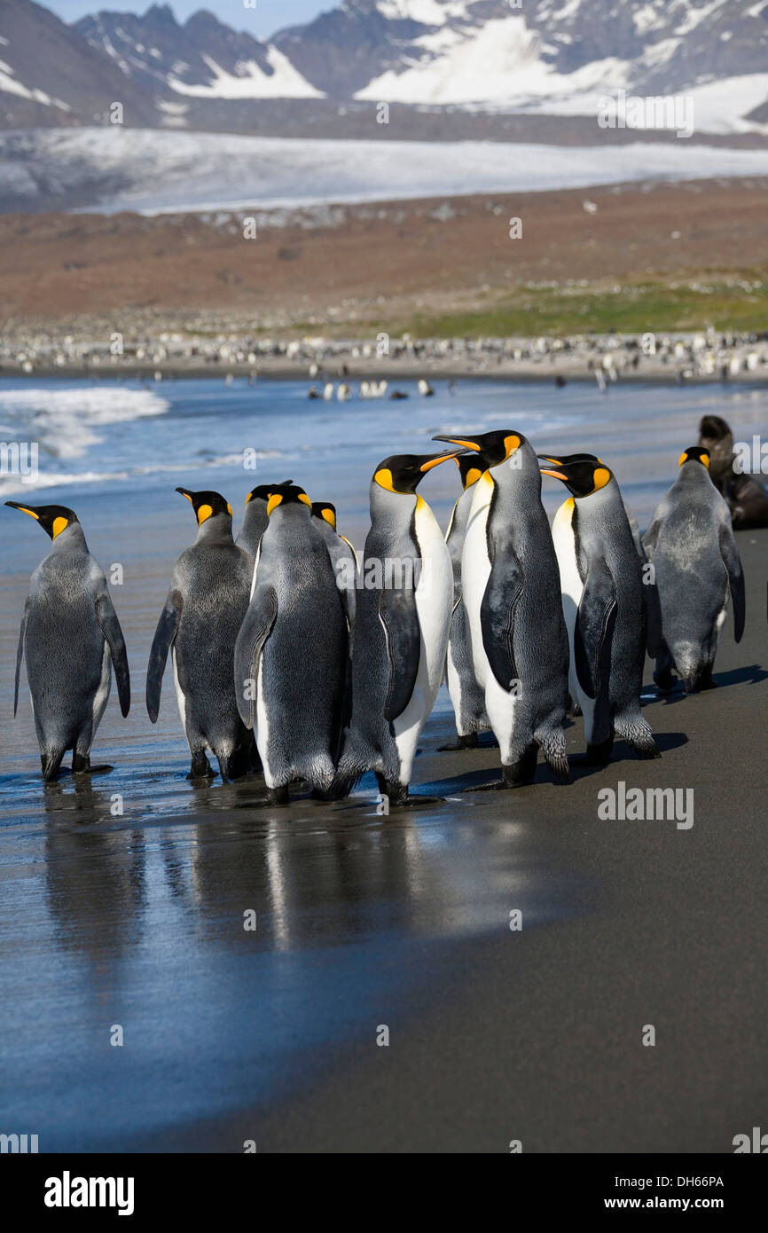King penguins (Aptenodytes patagonicus), St. Andrews Bay, South Georgia, Antarctica Stock Photo