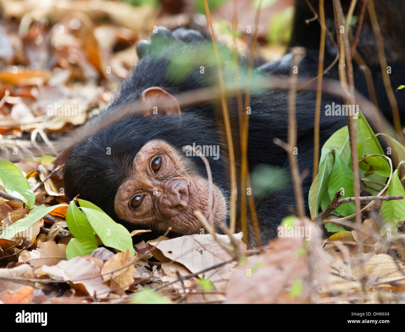 Young chimpanzee (Pan troglodytes), resting on ground, Mahale Mountains Nationalpark, Ostafrika, Tanzania Stock Photo