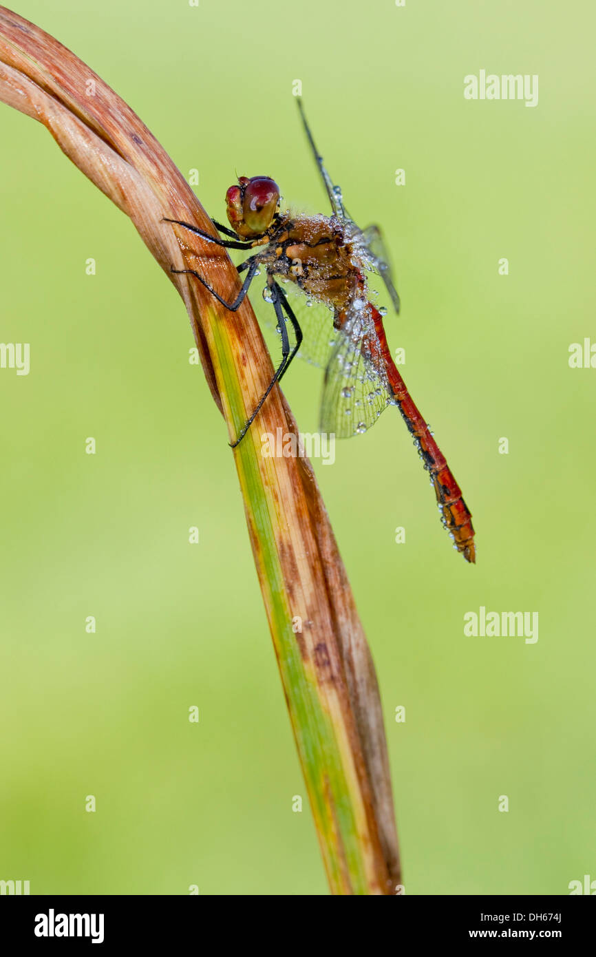 Ruddy Darter (Sympetrum sanguineum), male dragonfly, Vulkaneifel district, Rhineland-Palatinate Stock Photo