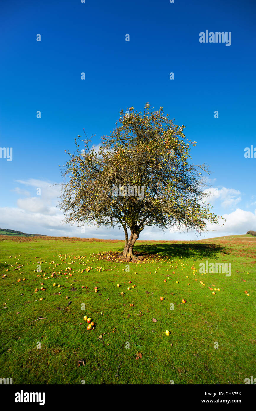 An apple tree in Autumn on Hopesay Common, near Craven Arms in the Shropshire Hills, England Stock Photo