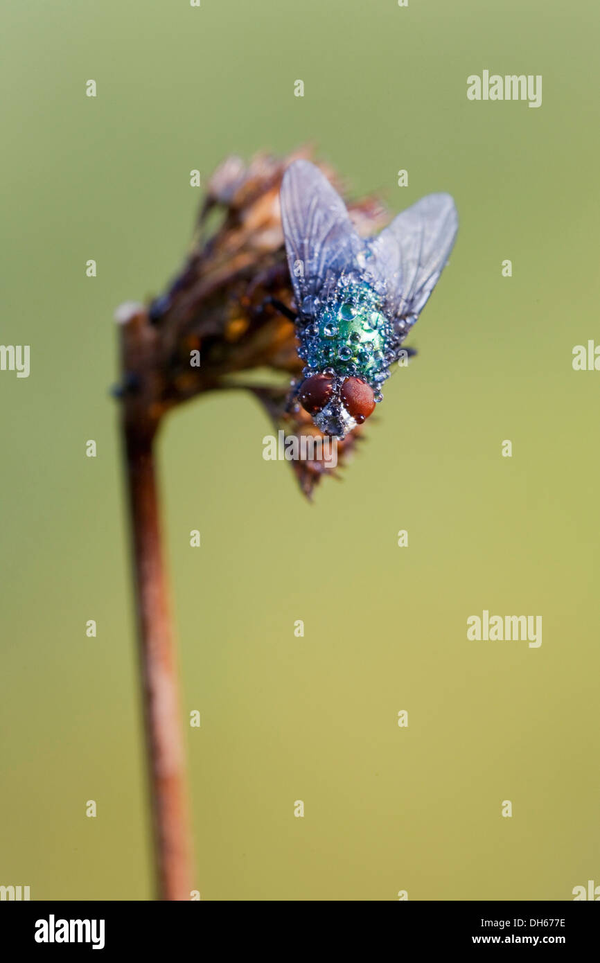 Fly (Brachycera), with water drops, Vulkaneifel district, Rhineland-Palatinate Stock Photo