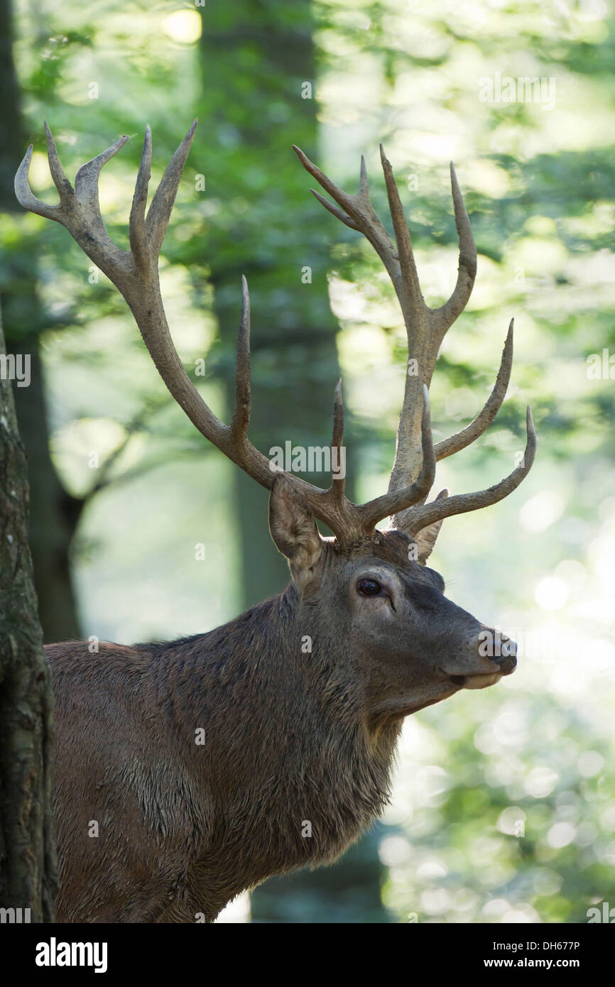 Red Deer (Cervus elaphus), Wildpark Vulkaneifel wildlife park, Rhineland-Palatinate Stock Photo