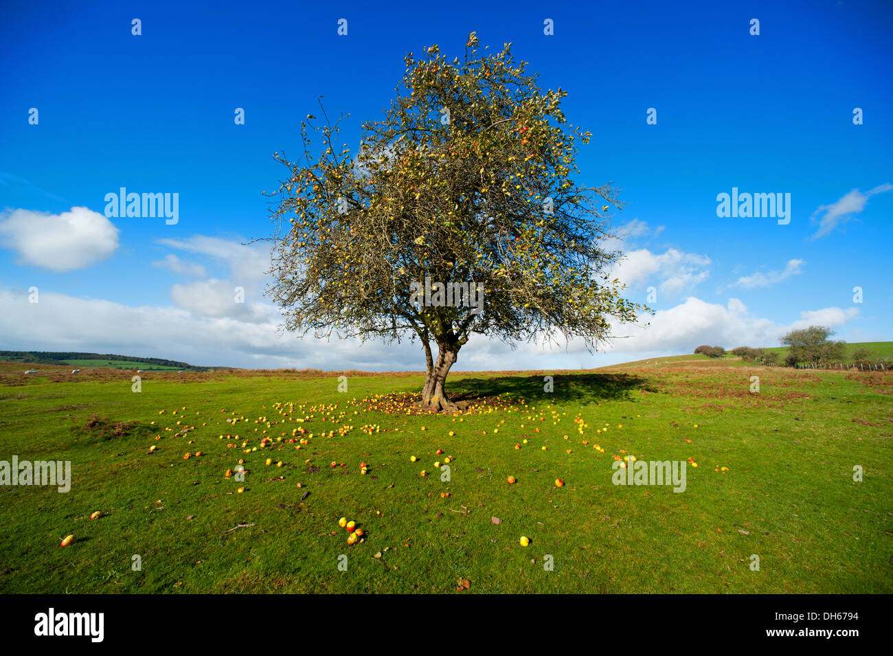 An apple tree in Autumn on Hopesay Common, near Craven Arms in the Shropshire Hills, England Stock Photo