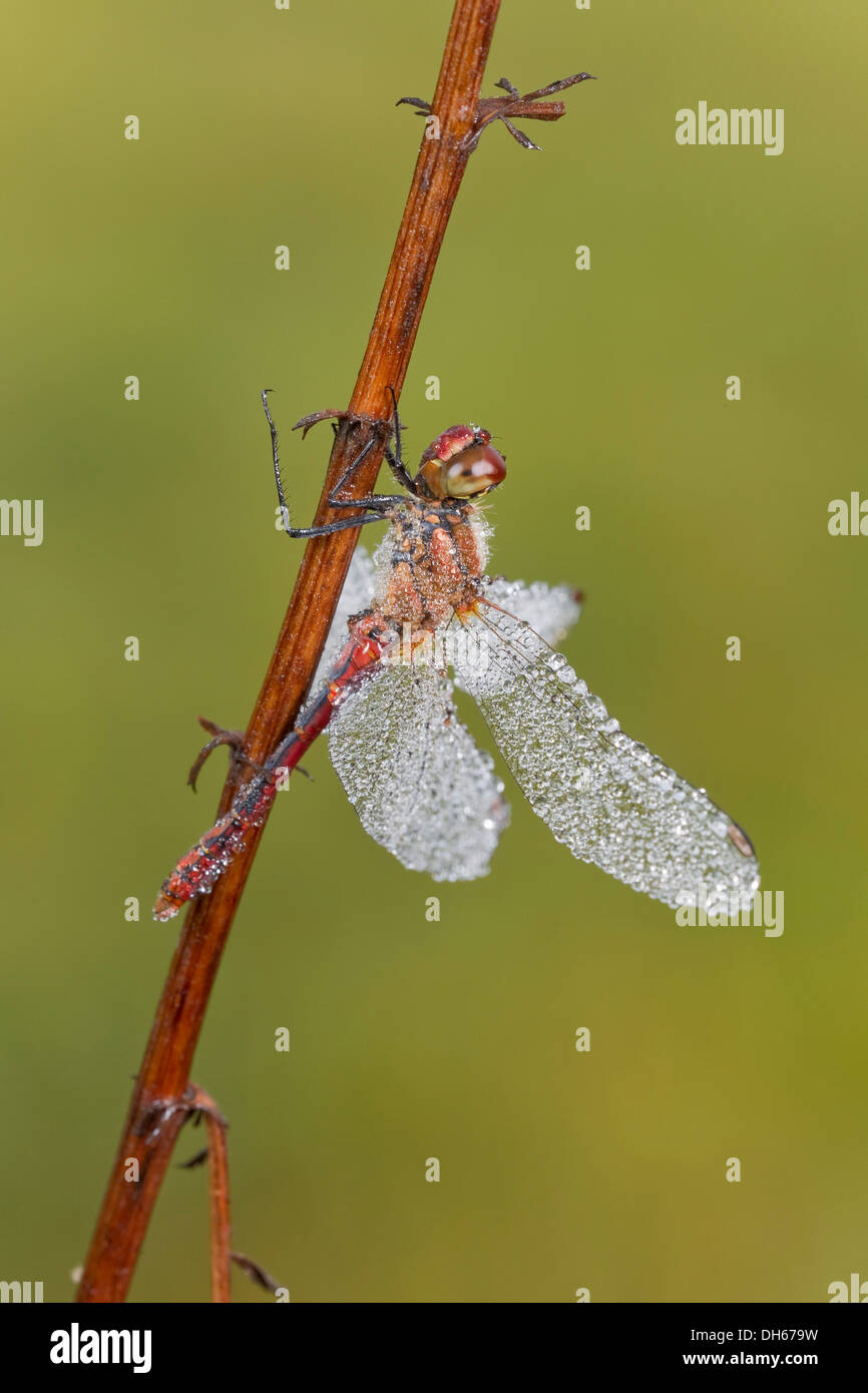 Ruddy Darter dragonfly (Sympetrum sanguineum), male with dewdrops, Vulkaneifel district, Rhineland-Palatinate Stock Photo