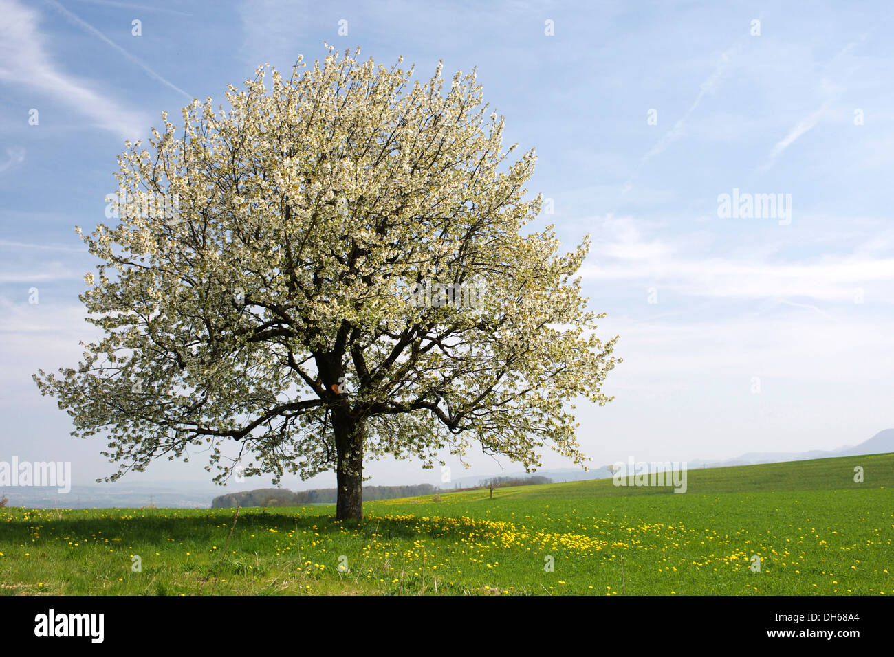 Spring landscape, Baselbiet canton, Switzerland, Europe Stock Photo