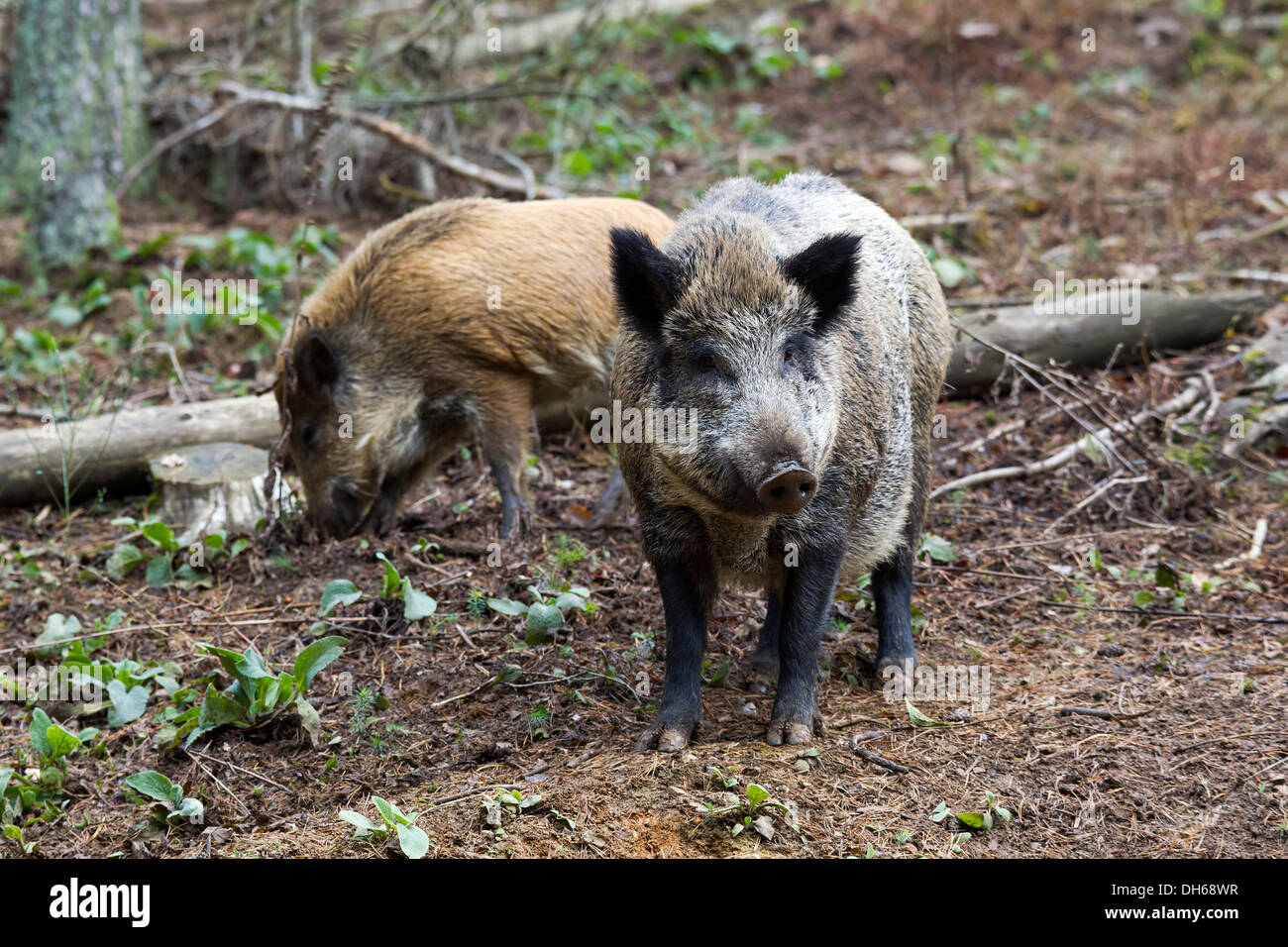 Wild boars (Sus scrofa), Wildpark Daun game park, Vulkaneifel district, Rhineland-Palatinate Stock Photo