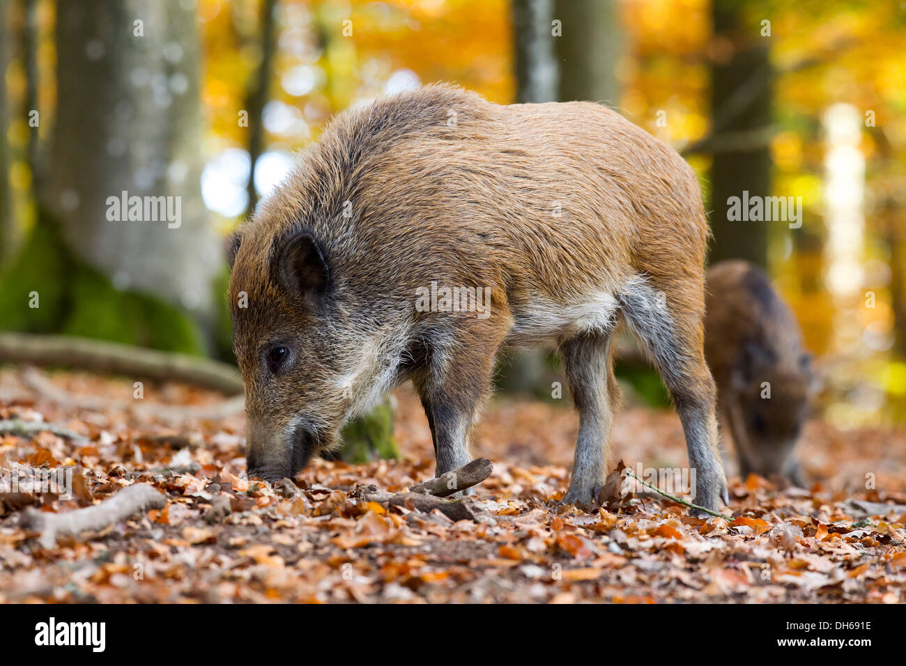 Wild Boar (Sus scrofa), Wildpark Daun game reserve, Vulkaneifel district, Rhineland-Palatinate Stock Photo