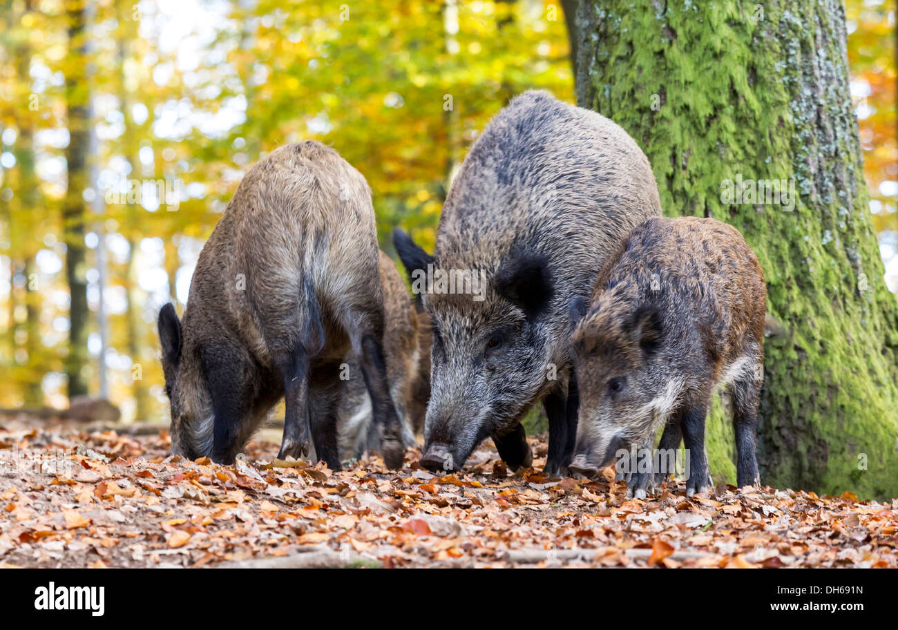 Wild Boars (Sus scrofa), Wildpark Daun game reserve, Vulkaneifel district, Rhineland-Palatinate Stock Photo