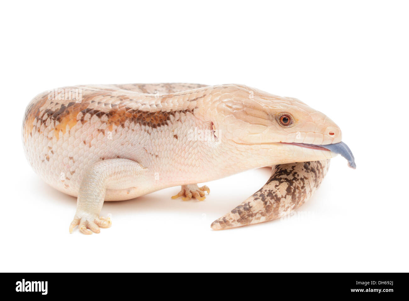 Blue tongued skink isolated in front of white background. Stock Photo