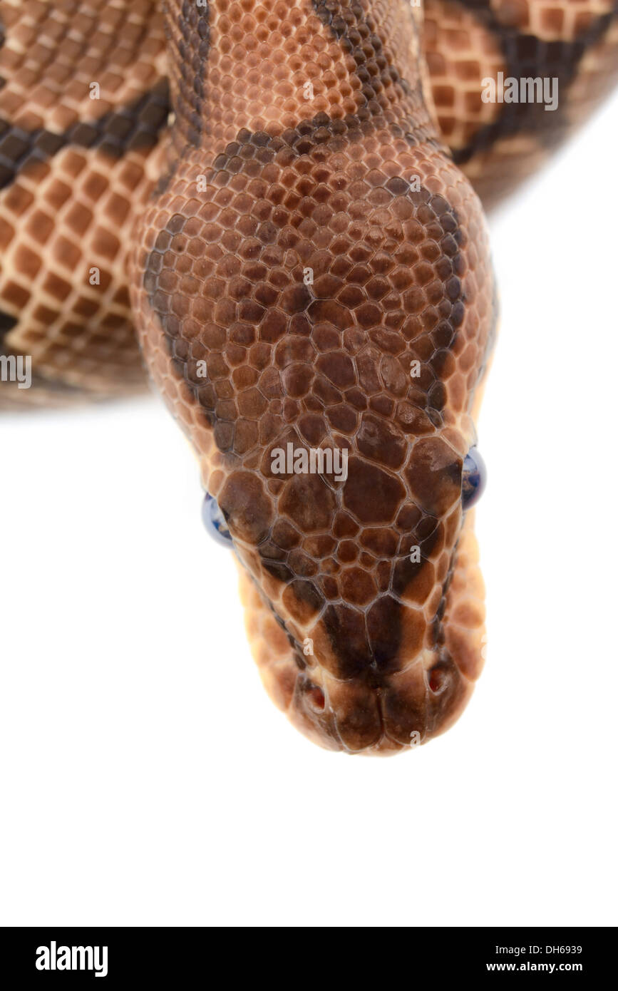 Closeup of a ball python isolated in front of a white background. Stock Photo