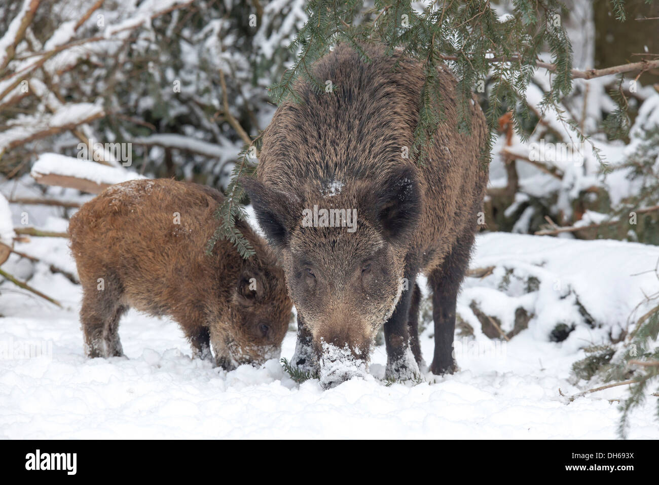 Wild boars (Sus scrofa) in the snow, Wildpark Daun, Daun, Vulkan Eifel, Eifel, Rhineland-Palatinate, Germany Stock Photo