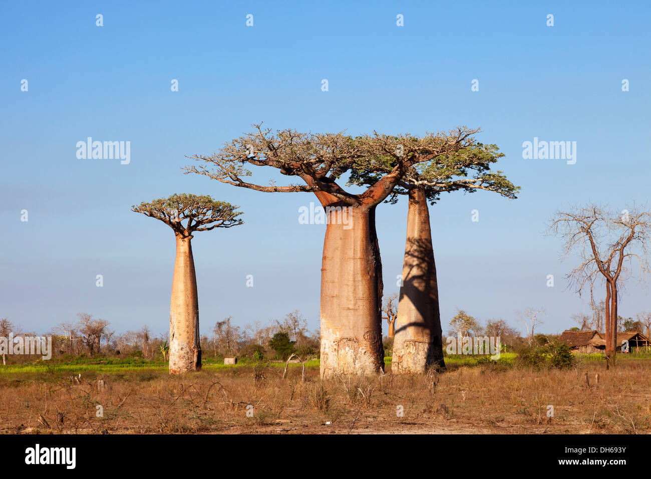 African Baobab trees (Adansonia digitata), Baobab Forest, West coast, Morondava, Madagascar Stock Photo