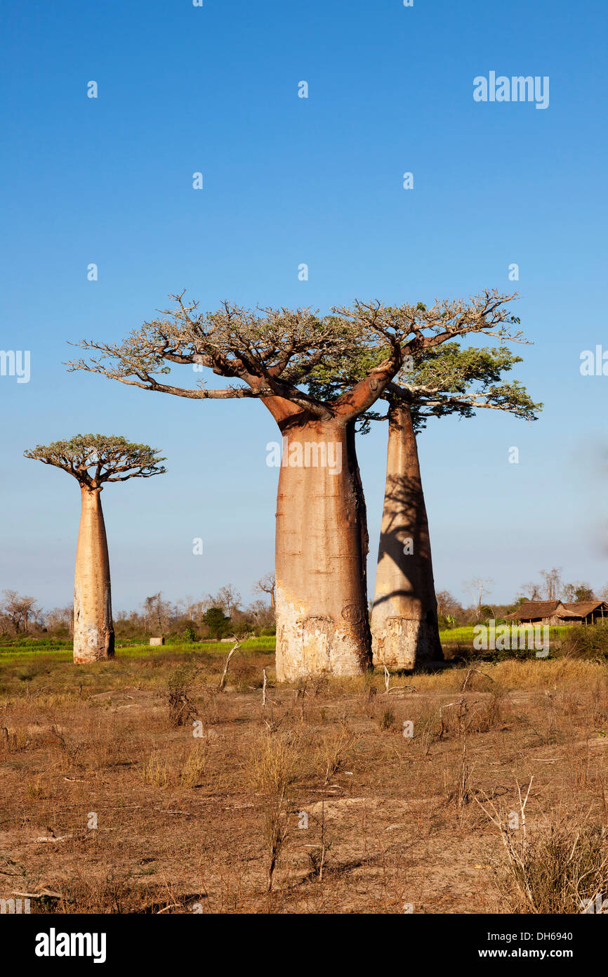 African baobab trees (Adansonia digitata), Baobab forest, West coast