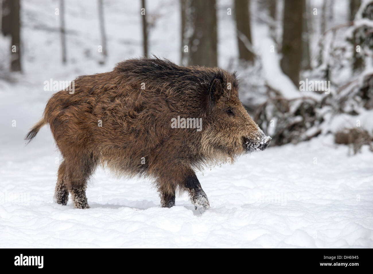 Wild boar (Sus scrofa) in the snow, Wildpark Daun, Daun, Vulkan Eifel, Eifel, Rhineland-Palatinate, Germany Stock Photo