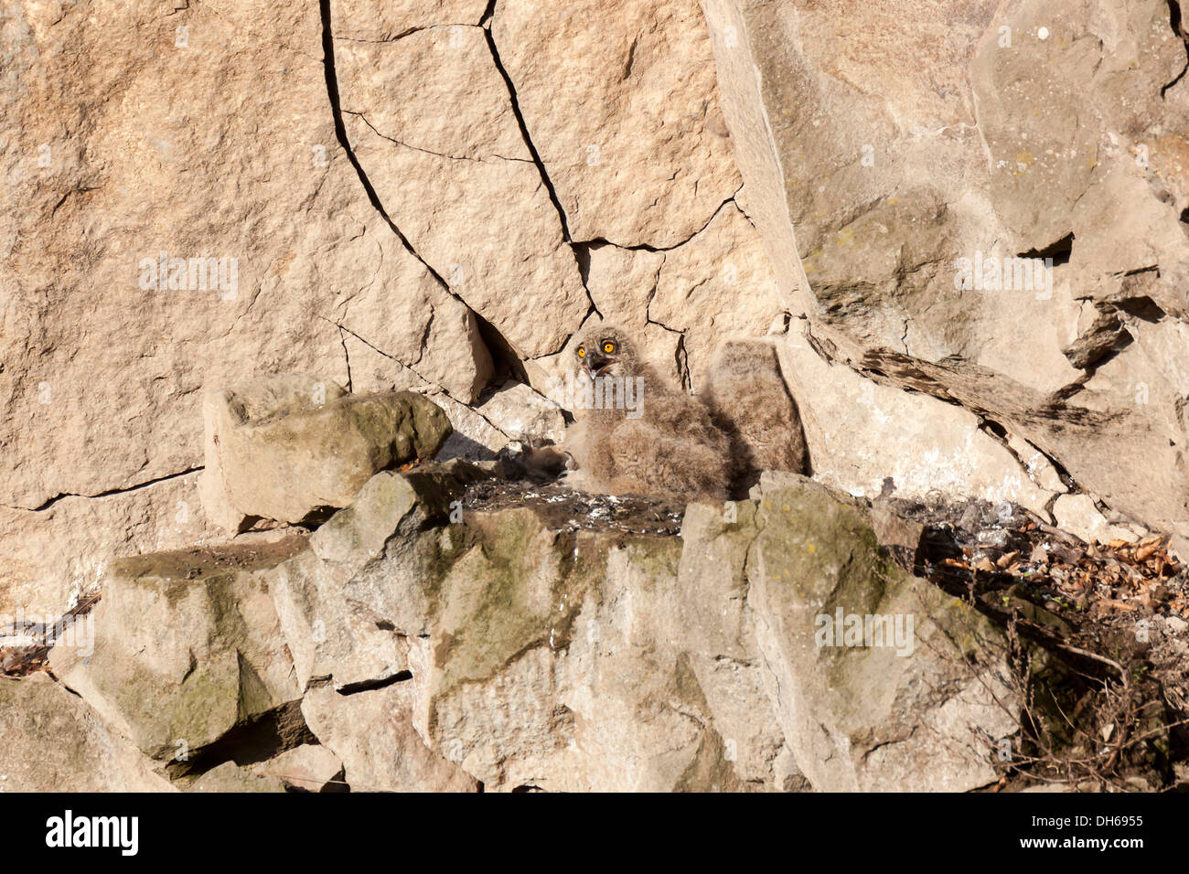 Eagle-Owl (Bubo bubo), young bird at the nest, Rhineland-Palatinate, Germany Stock Photo