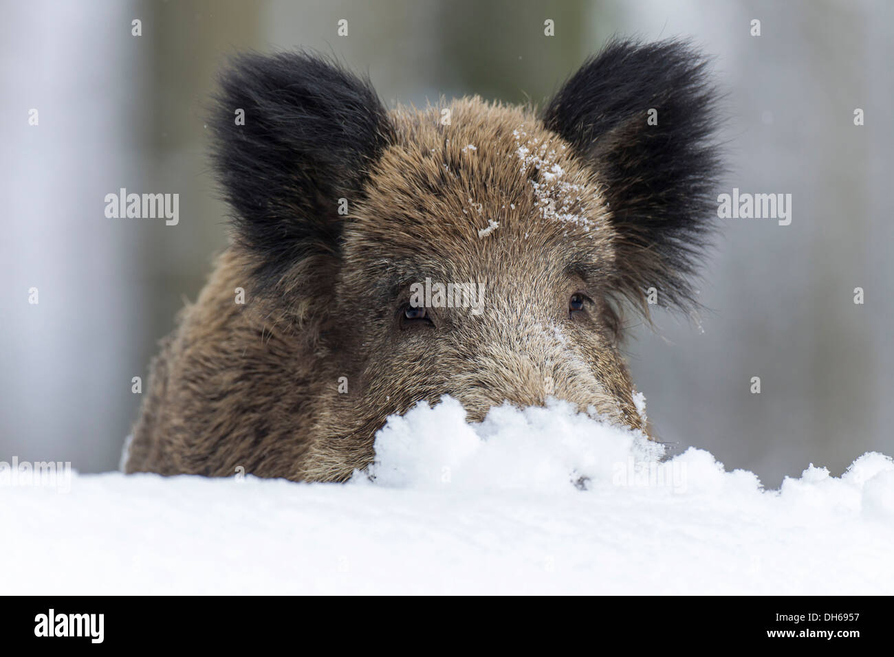Wild boar (Sus scrofa) in winter, Wildpark Daun, Daun, Vulkan Eifel, Eifel, Rhineland-Palatinate, Germany Stock Photo