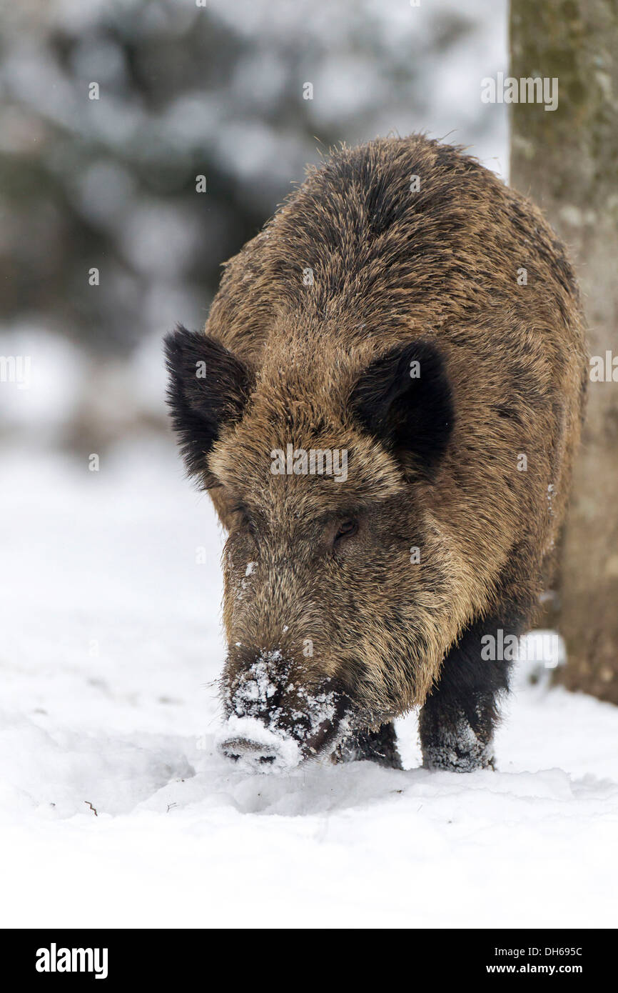 Wild boar (Sus scrofa) in winter, Wildpark Daun, Daun, Vulkan Eifel, Eifel, Rhineland-Palatinate, Germany Stock Photo