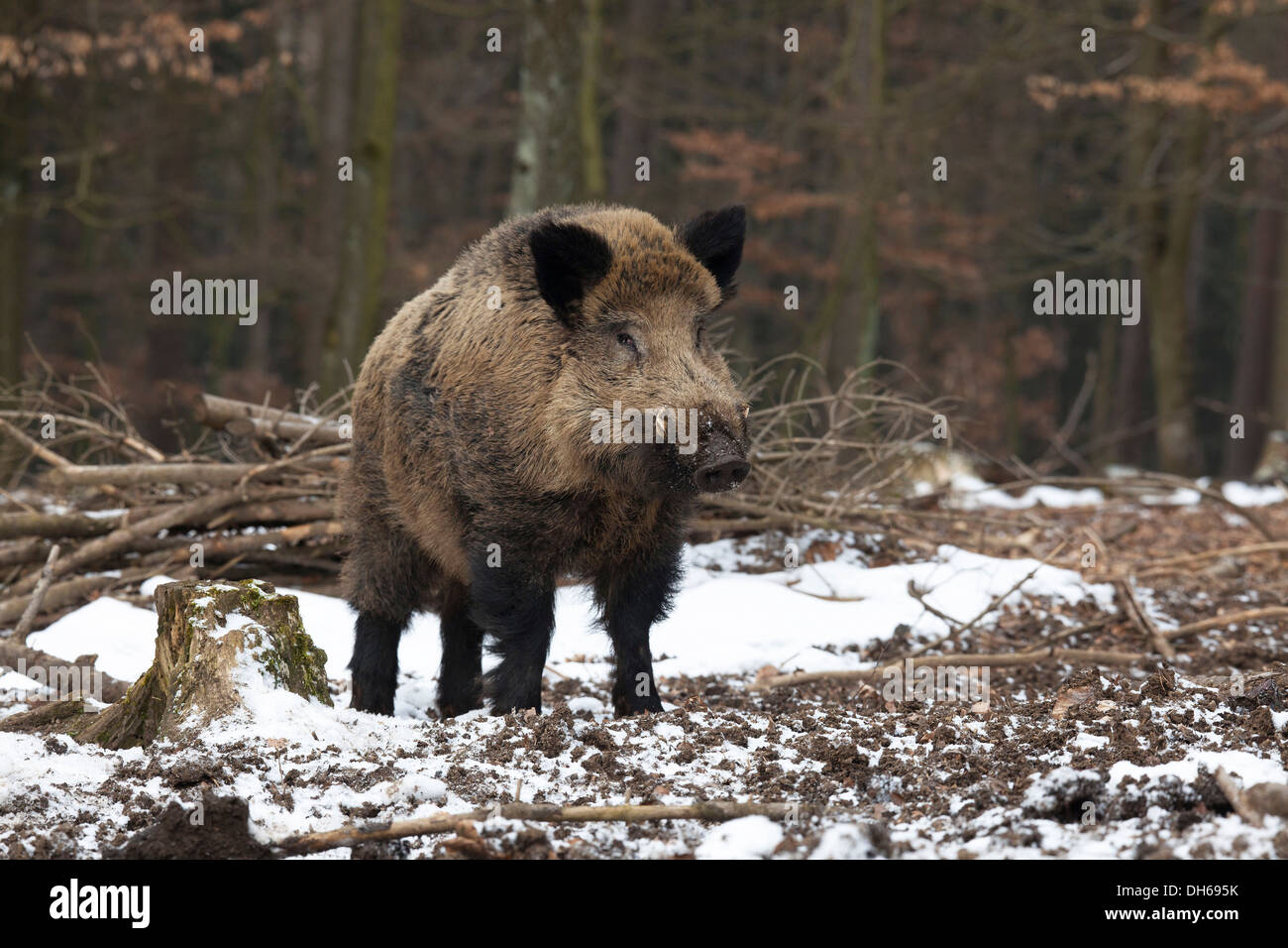 Wild boar (Sus scrofa), one-eyed tusker, Wildpark Daun, Daun, Vulkan Eifel, Eifel, Rhineland-Palatinate, Germany Stock Photo