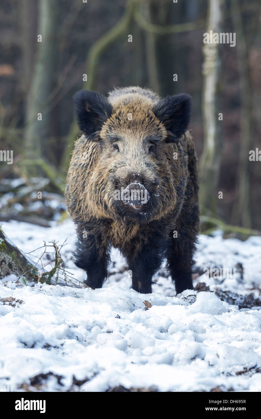 Wild boar (Sus scrofa), tusker, Wildpark Daun, Daun, Vulkan Eifel, Eifel, Rhineland-Palatinate, Germany Stock Photo