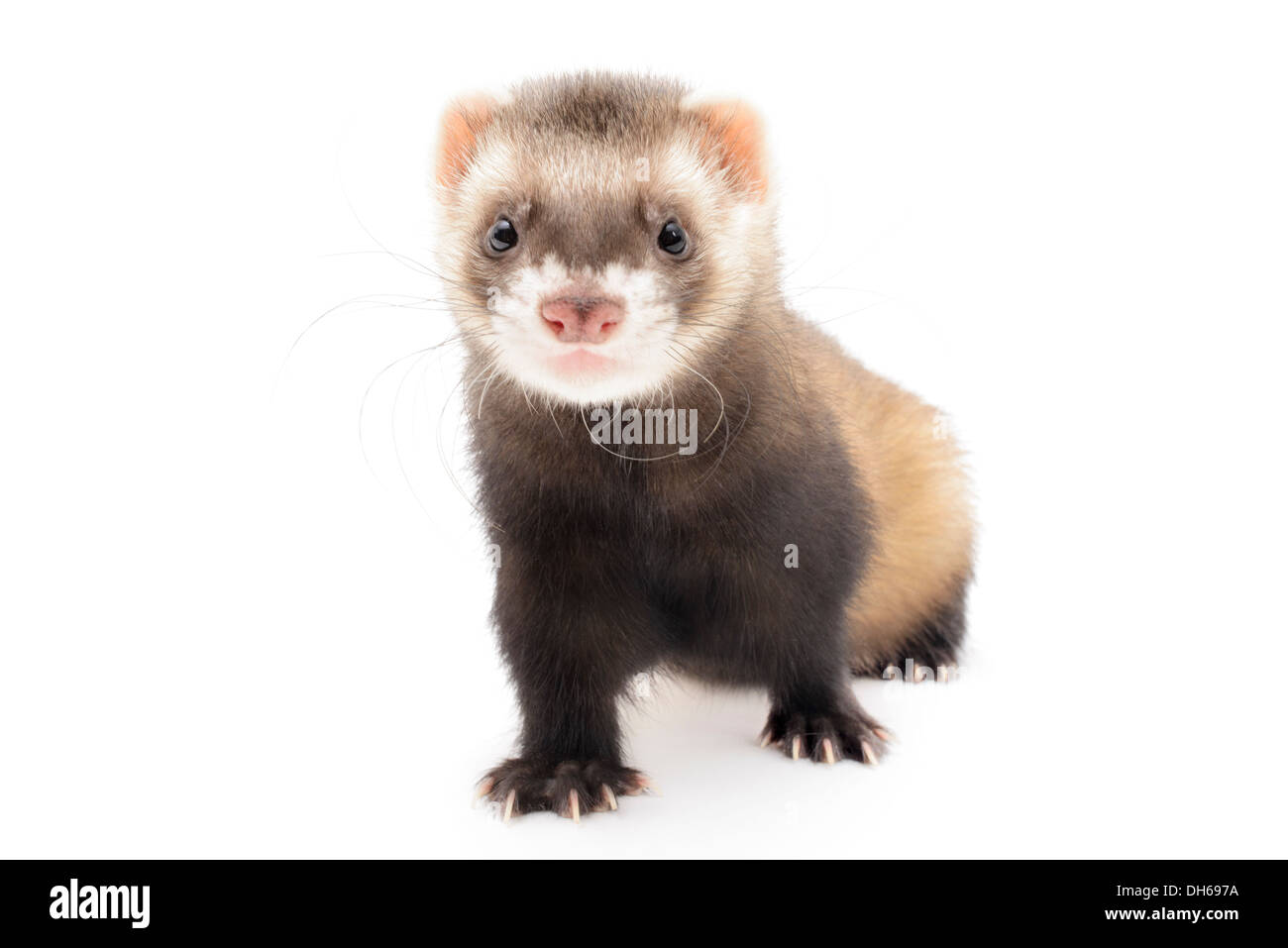 Polecat isolated in front of white background. Stock Photo