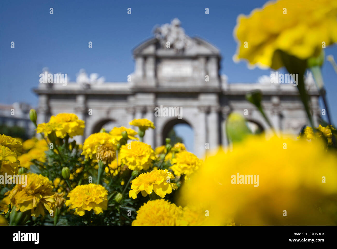 Yellow marigold flowers in front of the Puerta de Alcala in Madrid, Spain, Europe Stock Photo