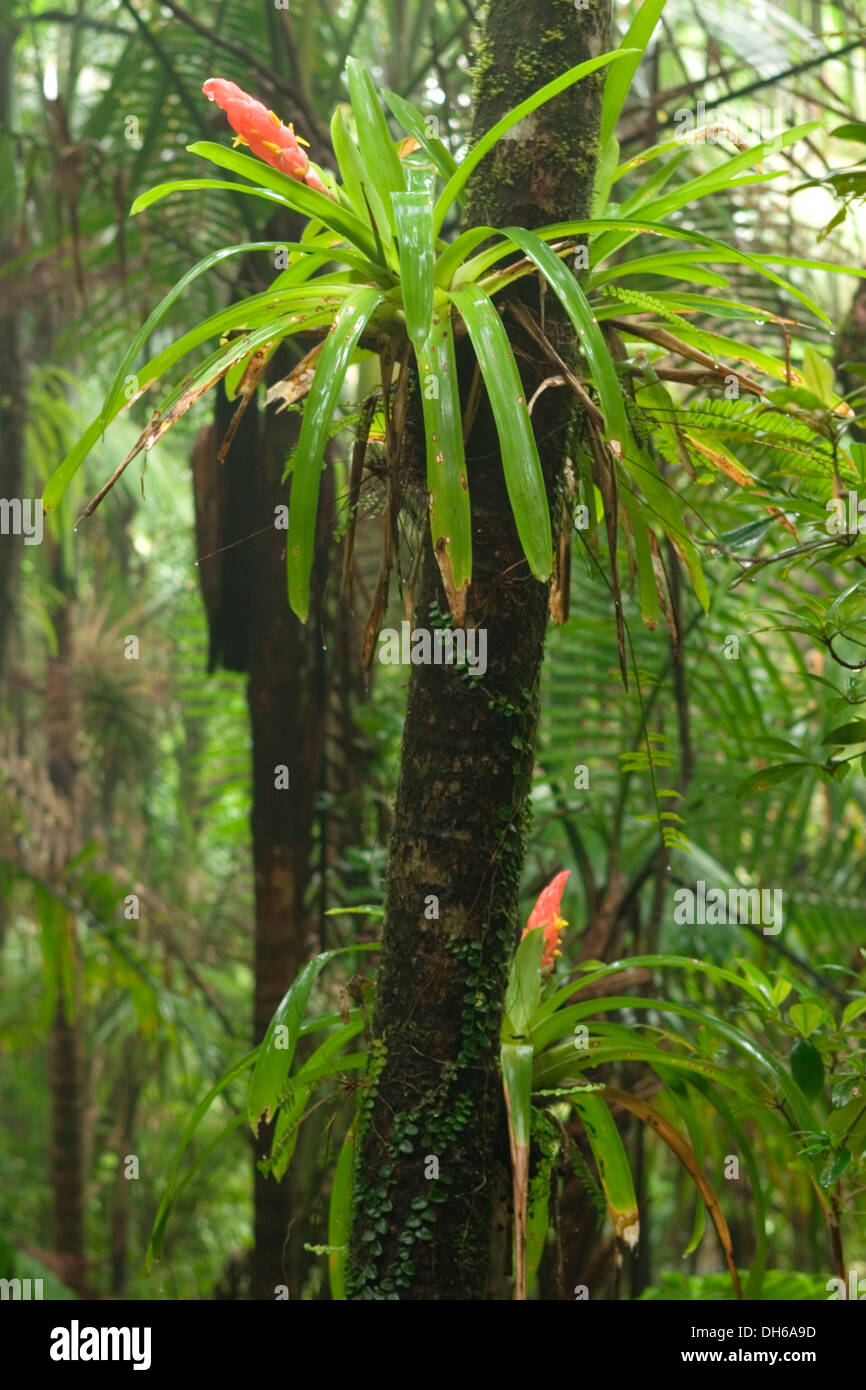 Bromeliad (bromelia) on tree, El Yunque (Caribbean National Forest), Puerto Rico Stock Photo