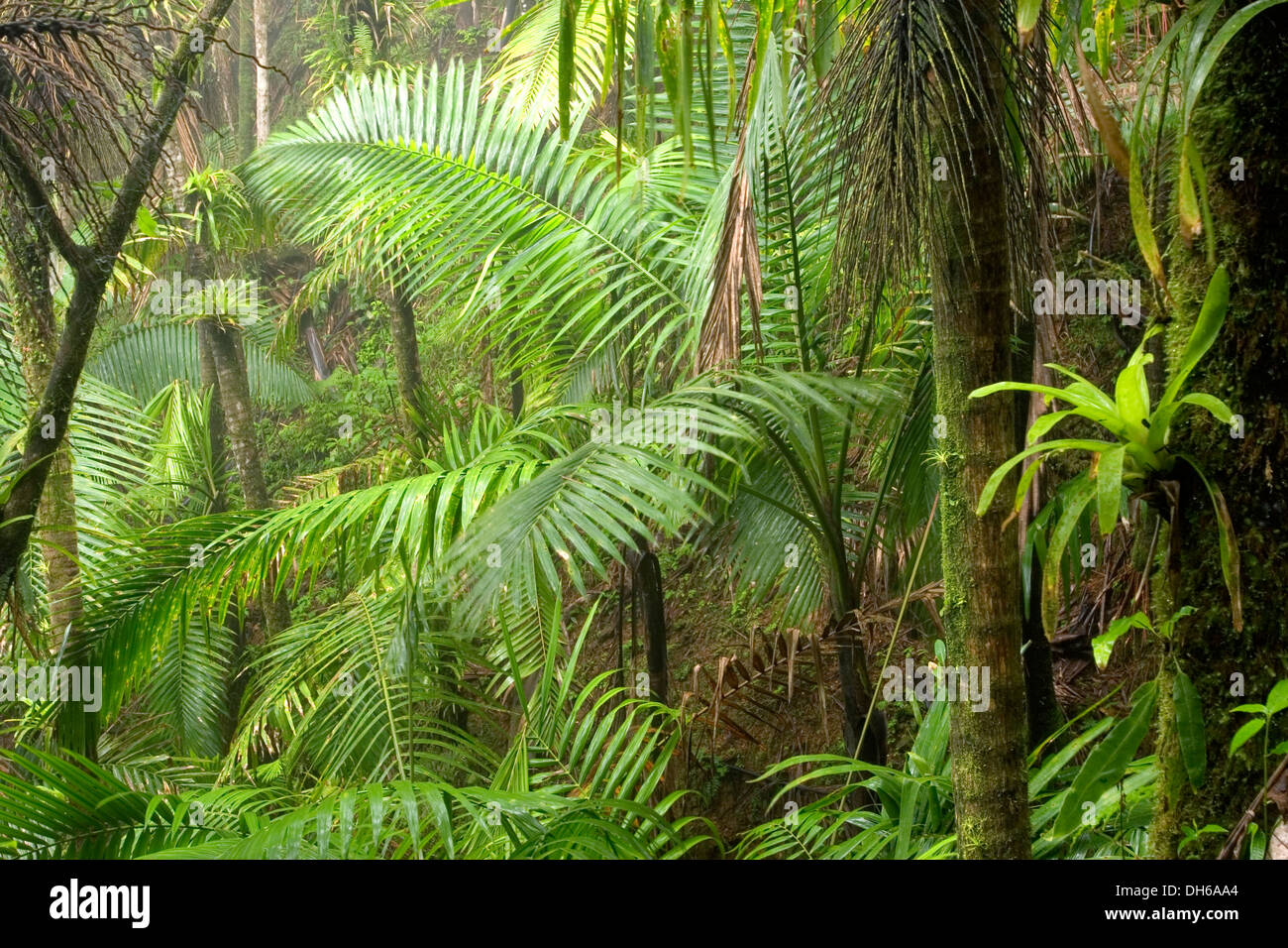 Palm trees in rain forest, El Yunque (Caribbean National Forest), Puerto Rico Stock Photo