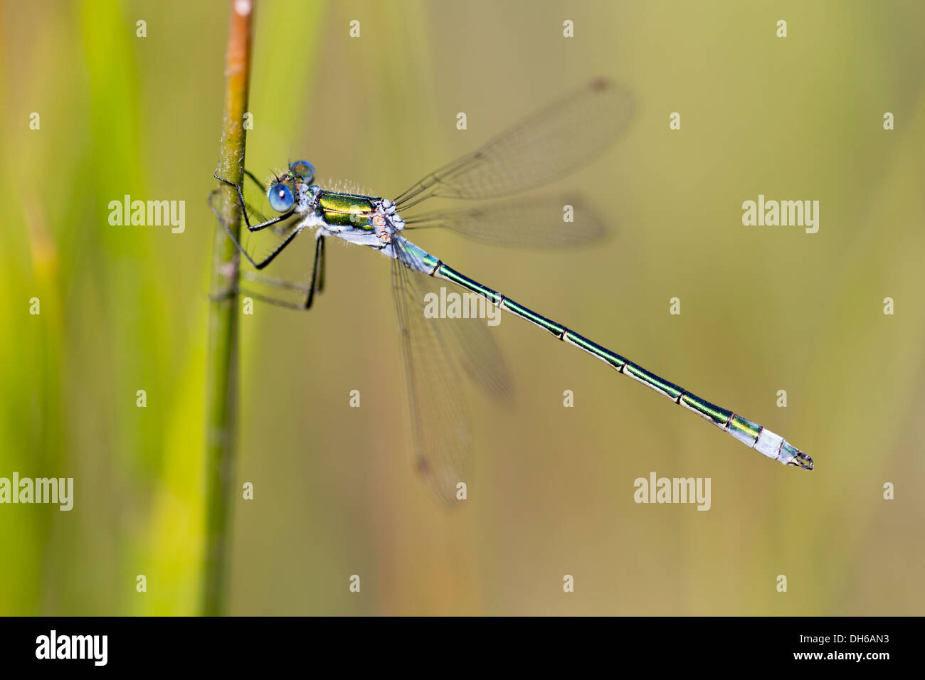 Emerald Damselfly - Lestes sponsa Stock Photo - Alamy