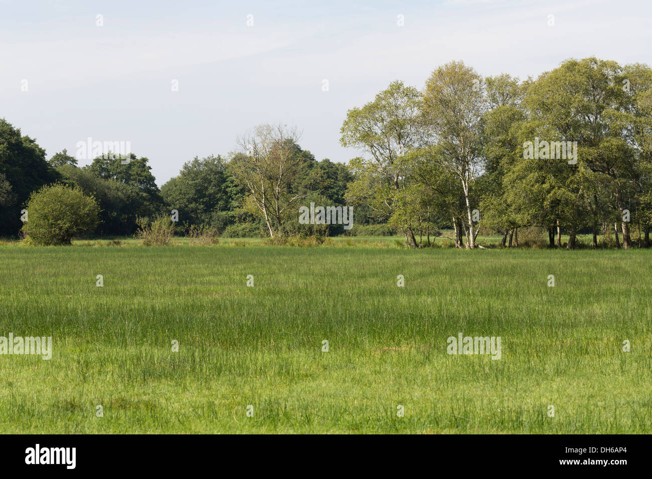 Wet grassland - Somerset Levels and Moors Stock Photo