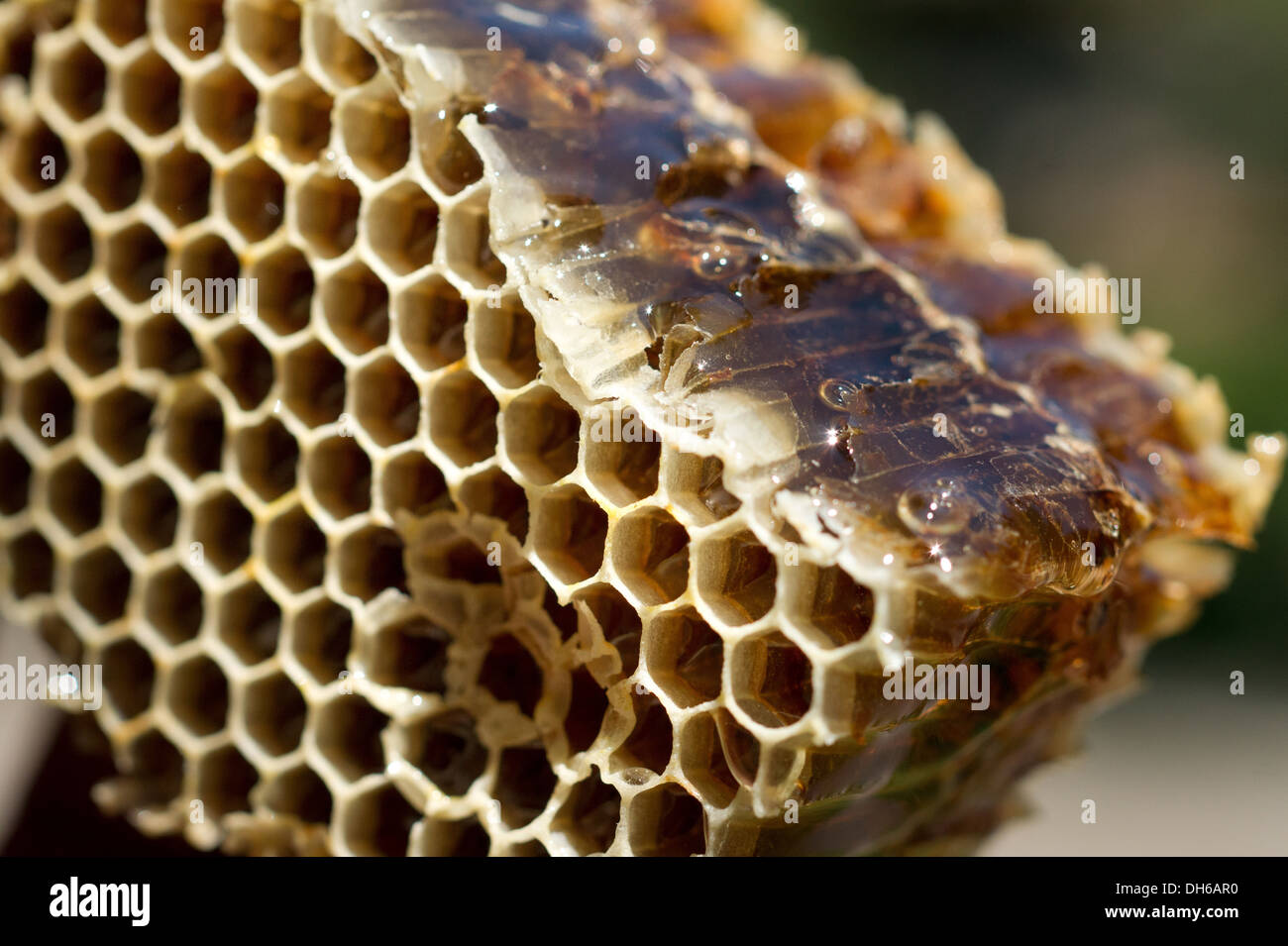 Natural honey cells frame made by bee Stock Photo