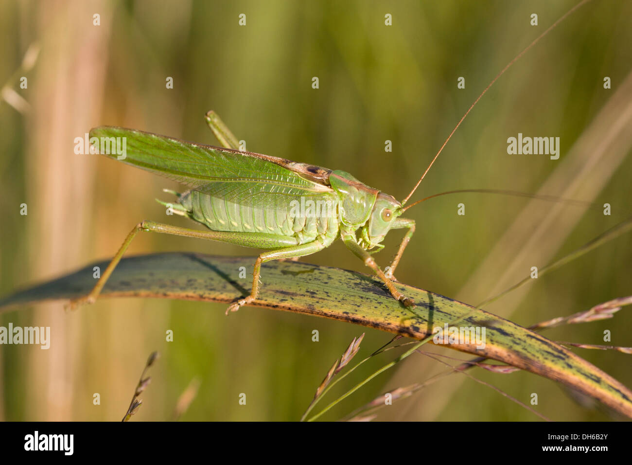 Great Green Bush-cricket - Tettigonia viridissima Stock Photo