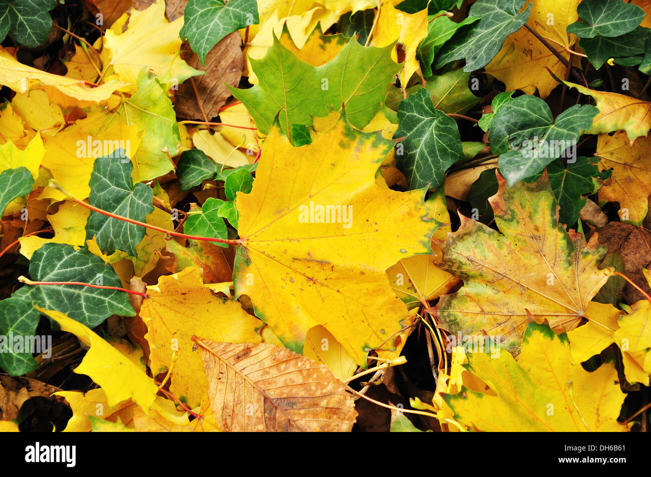 yellow maple leaf on the ground Stock Photo - Alamy