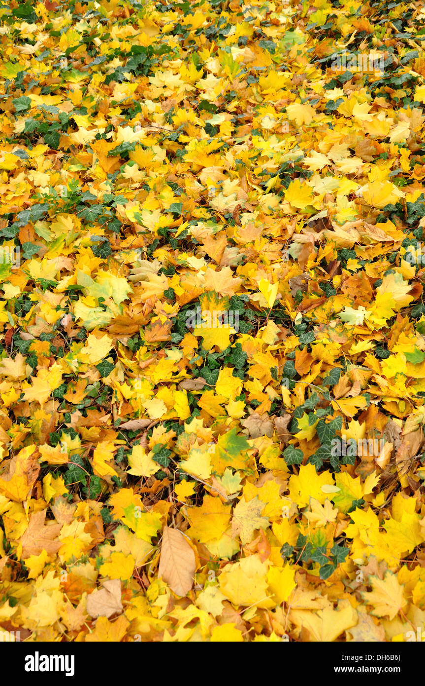 yellow maple leaves on the ground Stock Photo - Alamy