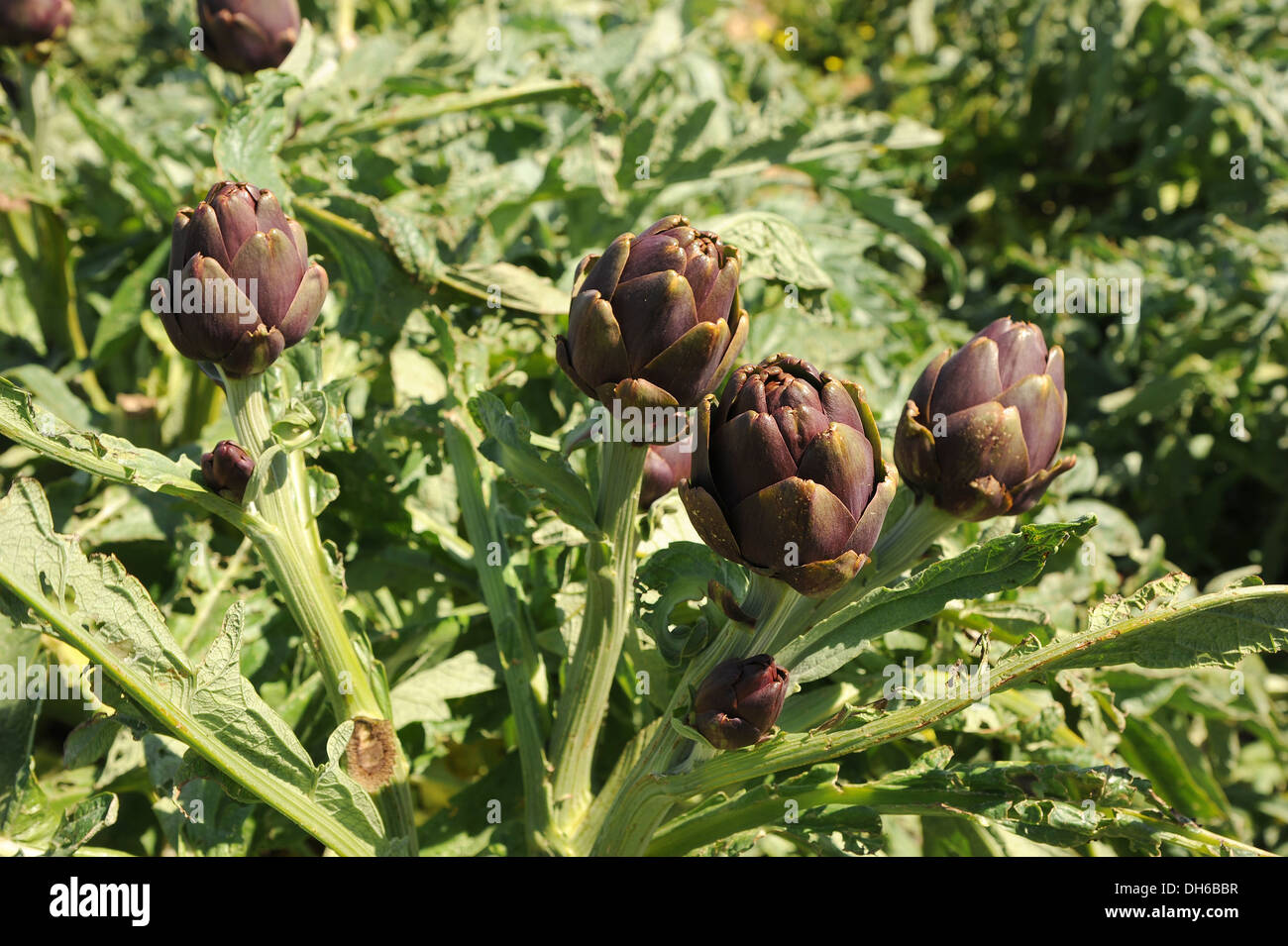 Globe artichoke (Cynara cardunculus) growing in a Mediterranean field. Stock Photo