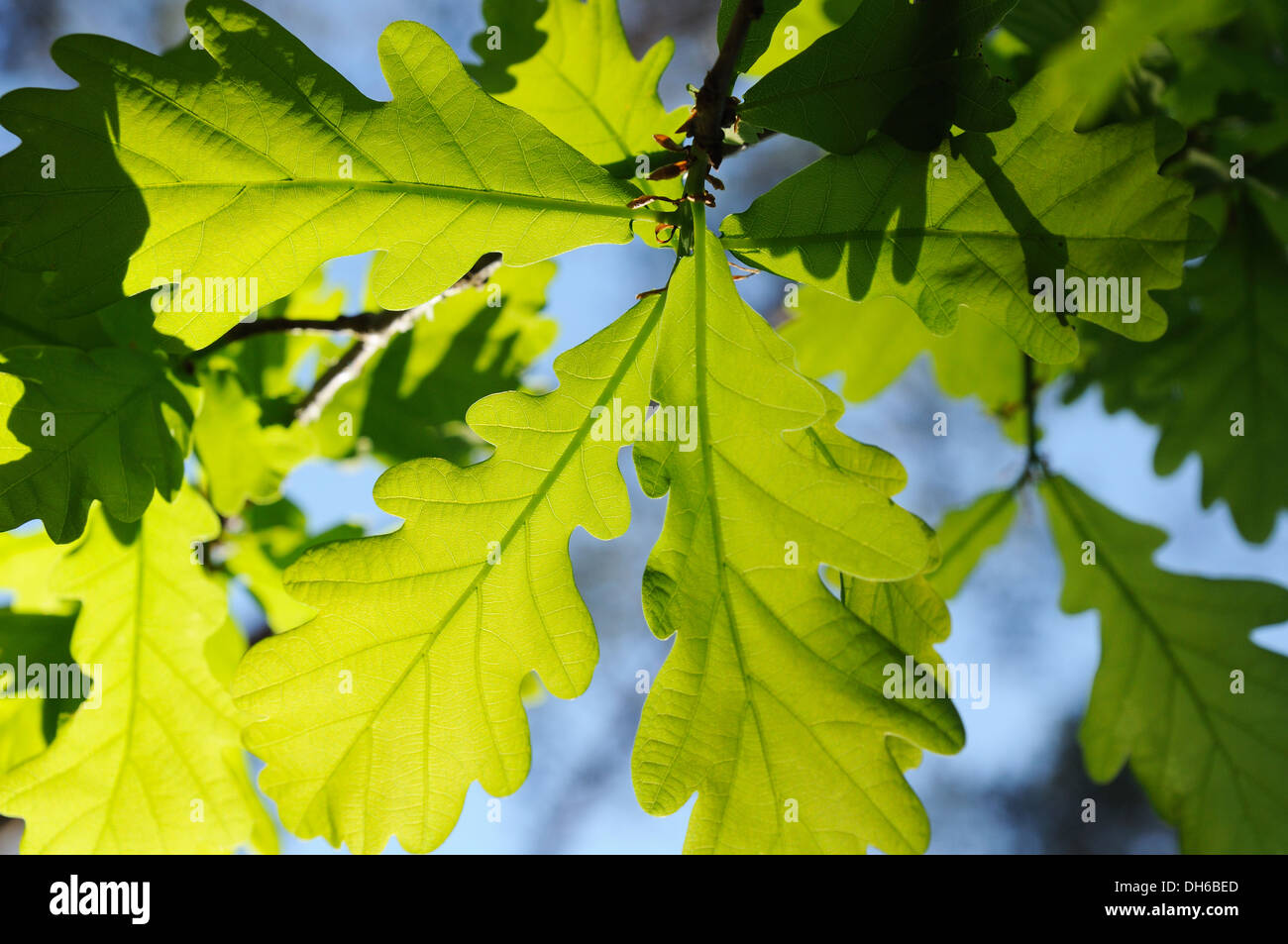 oak leaves background. sunlight through green foliage Stock Photo