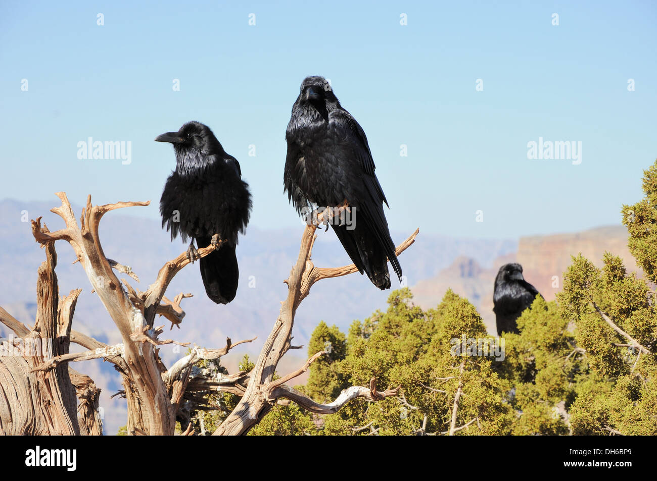 three big crows sitting on the juniper branch and mountains far behind Stock Photo